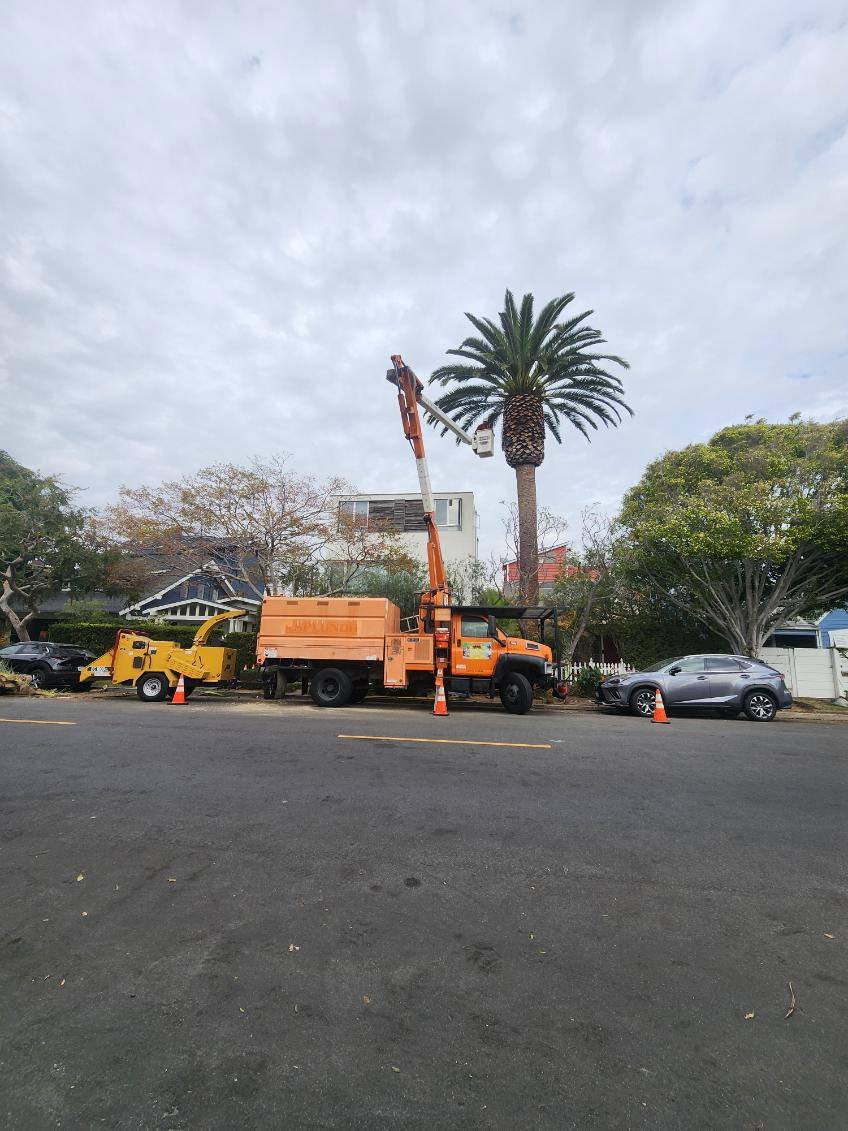 Bucket truck servicing a tall palm tree